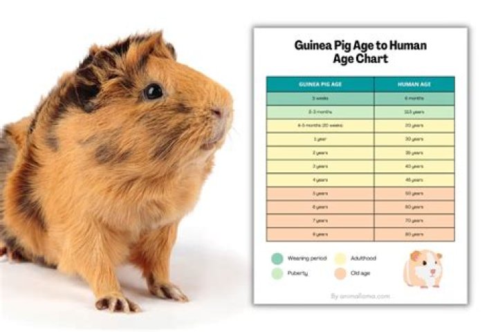 How long will my guinea pig be scared of me?