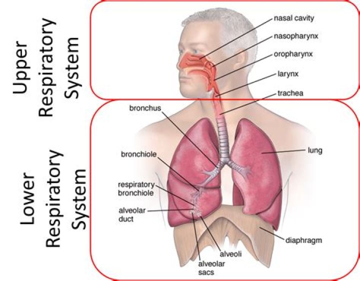 Is gurgling upper or lower airway?