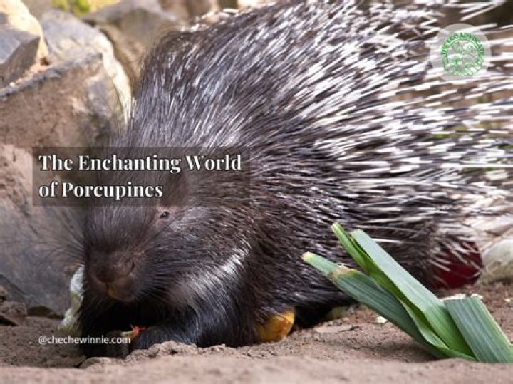 Unveiling The Enchanting World Of Cree Summer: Discoveries And Insights